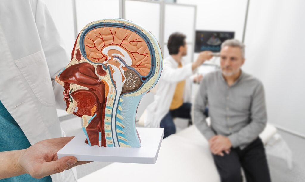 the-limbic-system | Georgia Chiropractic Neurology Center